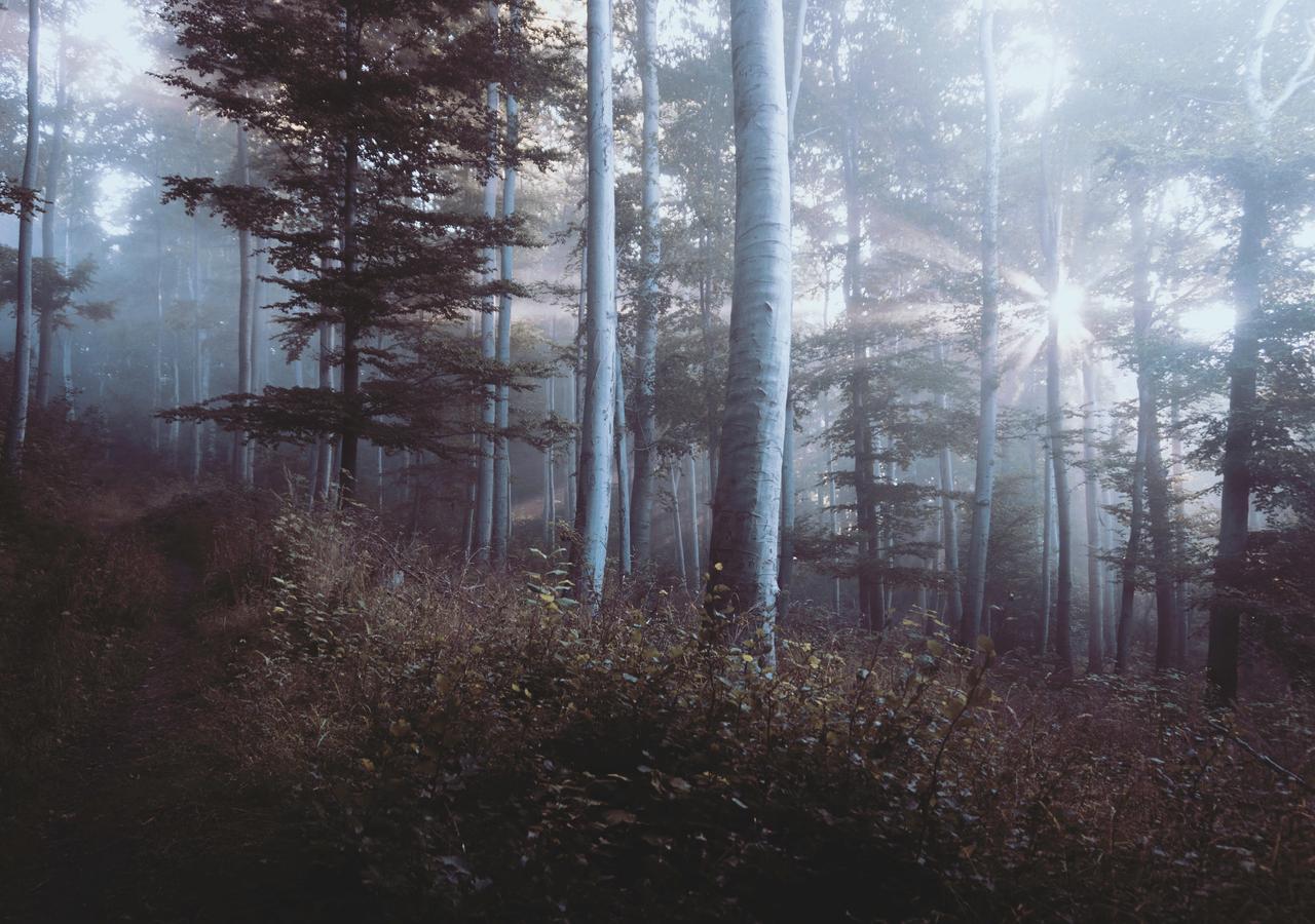 Aut voluptates sed quis